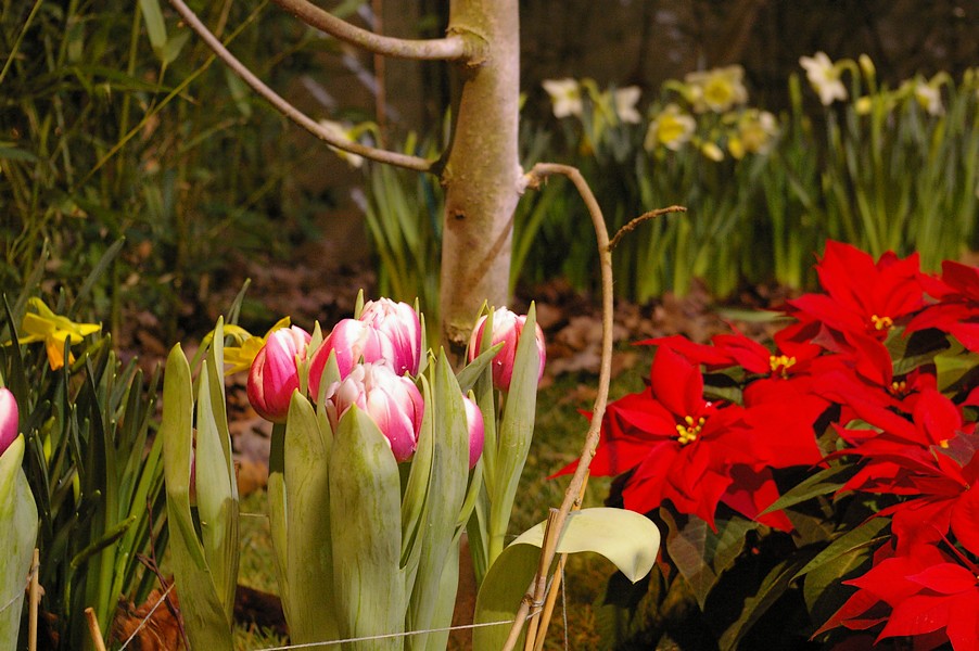 macro fleurs: macro fleurs 002